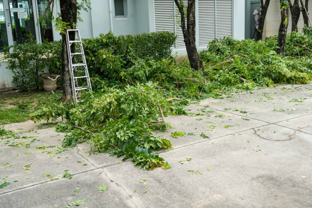 Professional Tree Removal in Port Dickinson, NY